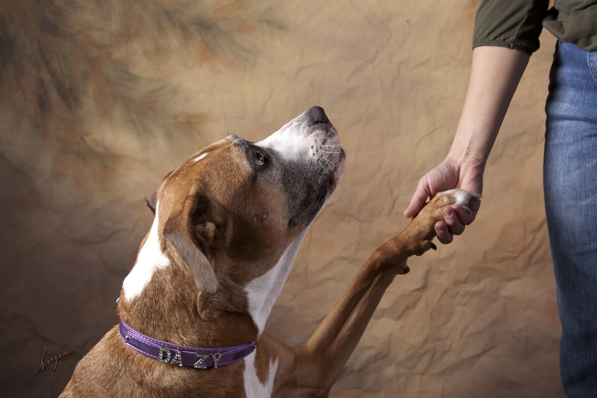 Dazy - American Staffordshire Terrier rescue who started Shauna's journey