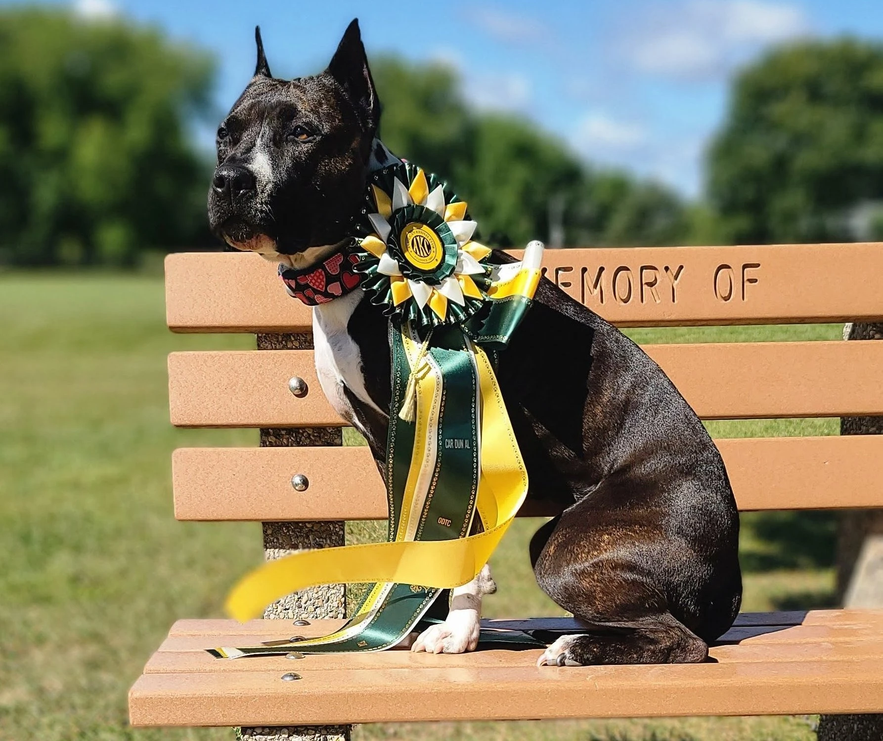 Ellie at Fast Cat event