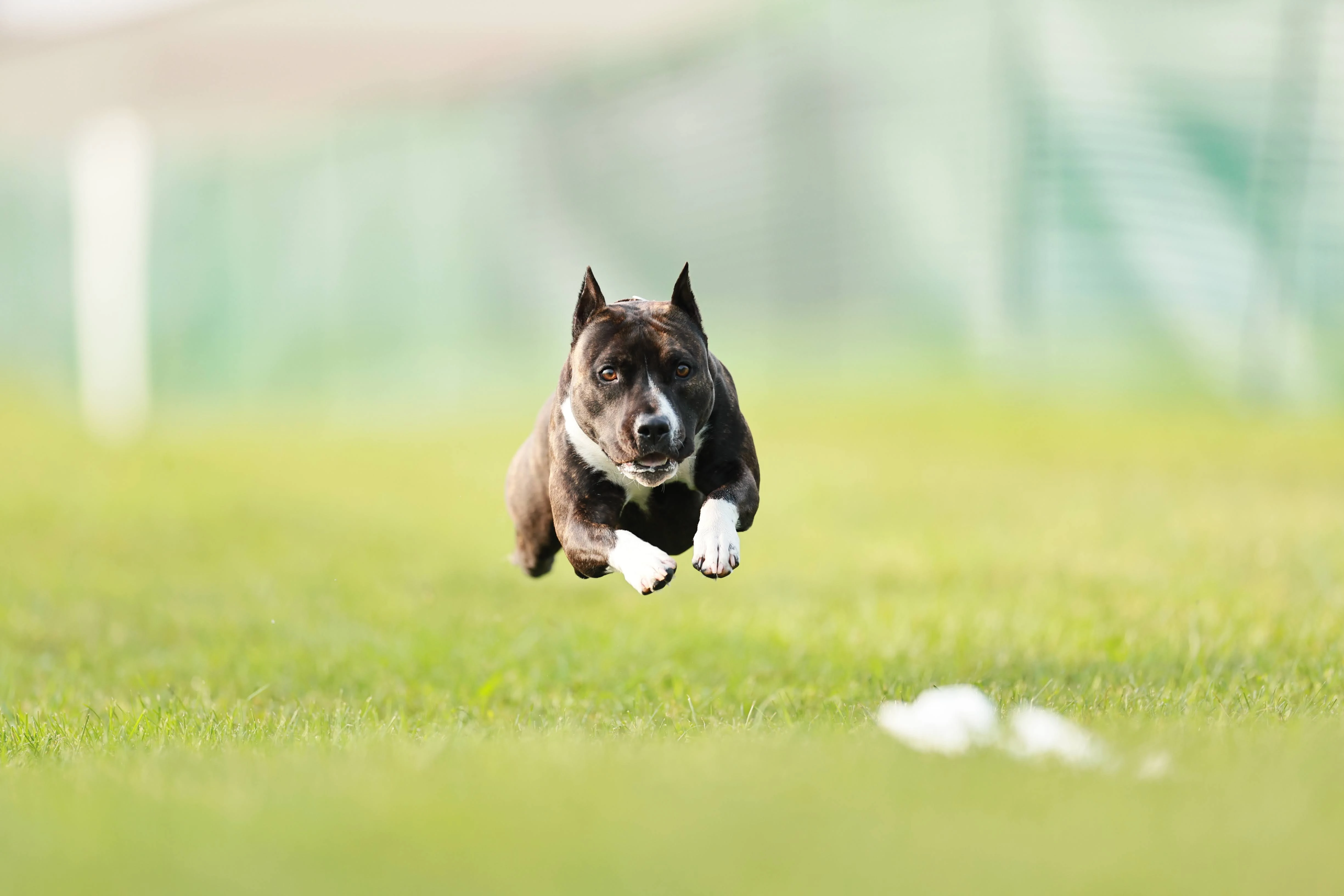 Ellie - American Staffordshire Terrier Champion