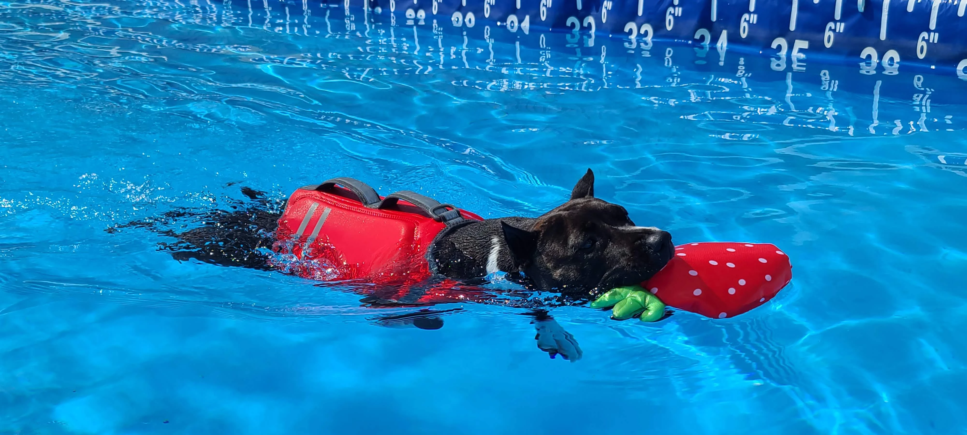 Ellie dock diving